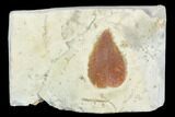 Fossil Leaf (Morus) - Montana #105231-1